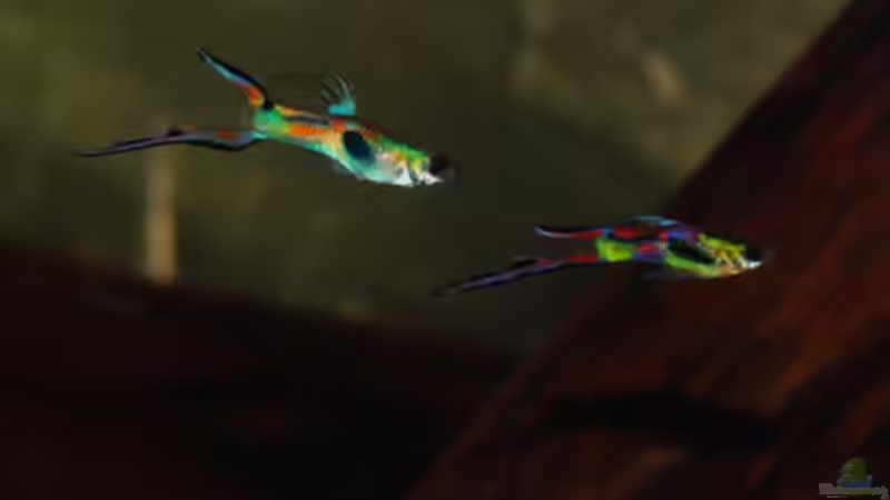 Besatz im Aquarium Kakadus von Cichlid Power (41)