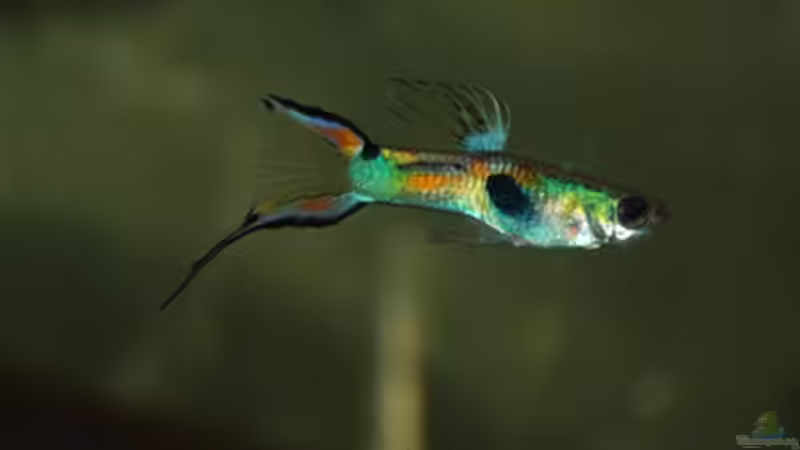 Besatz im Aquarium Kakadus von Cichlid Power (44)