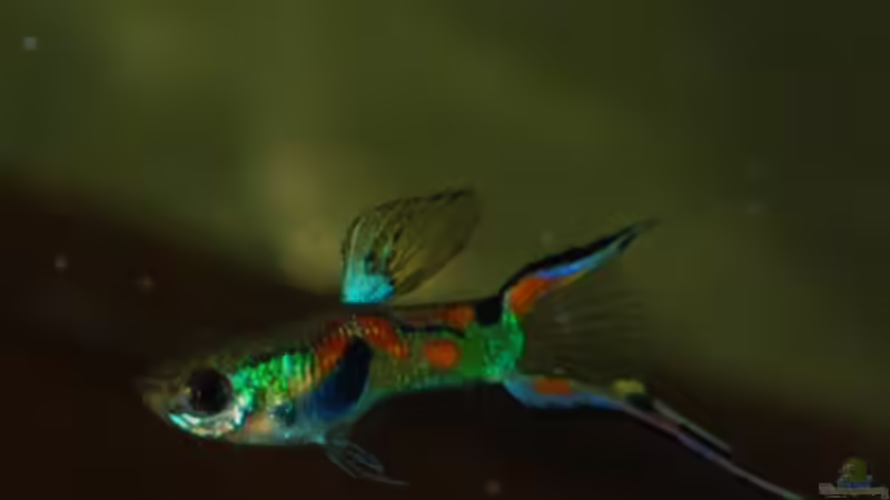 Besatz im Aquarium Kakadus von Cichlid Power (46)