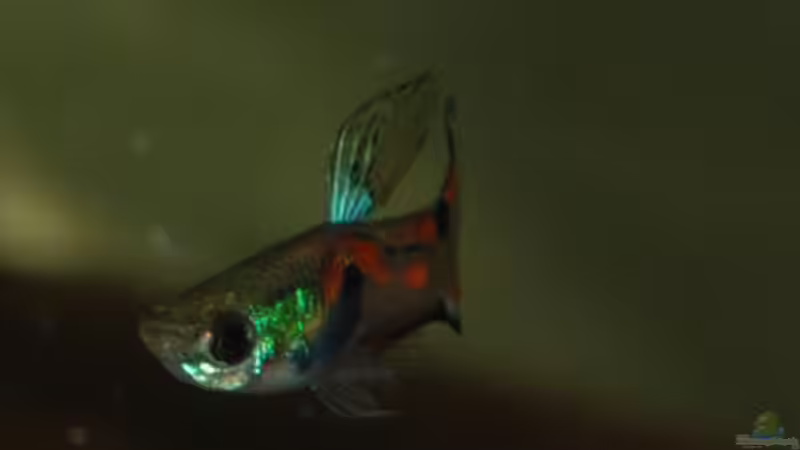 Besatz im Aquarium Kakadus von Cichlid Power (47)