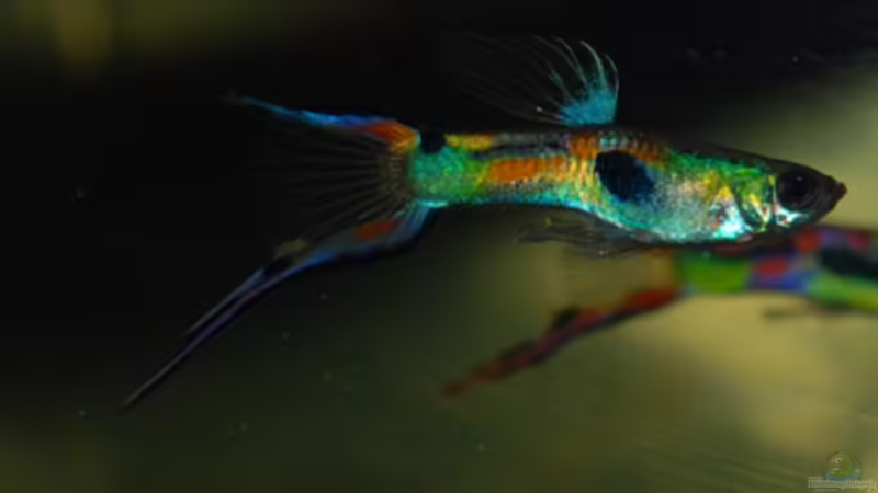 Besatz im Aquarium Kakadus von Cichlid Power (49)