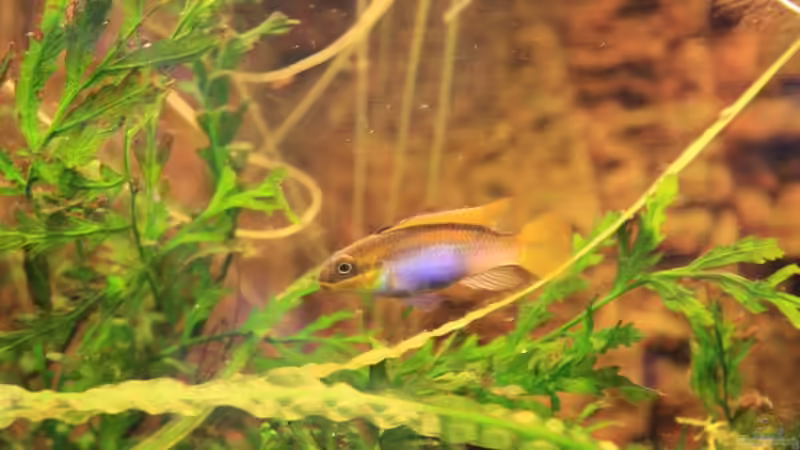 Besatz im Aquarium Kamerun Flußufer (Nur noch Beispiel) von Tosche (10)