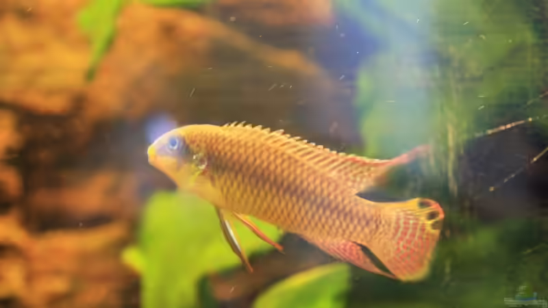 Besatz im Aquarium Kamerun Flußufer (Nur noch Beispiel) von Tosche (11)