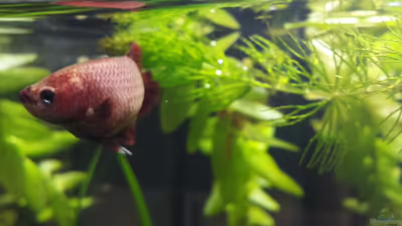 Besatz im Aquarium Kampffisch-Nano (Putzi) von Aquilegia (2)