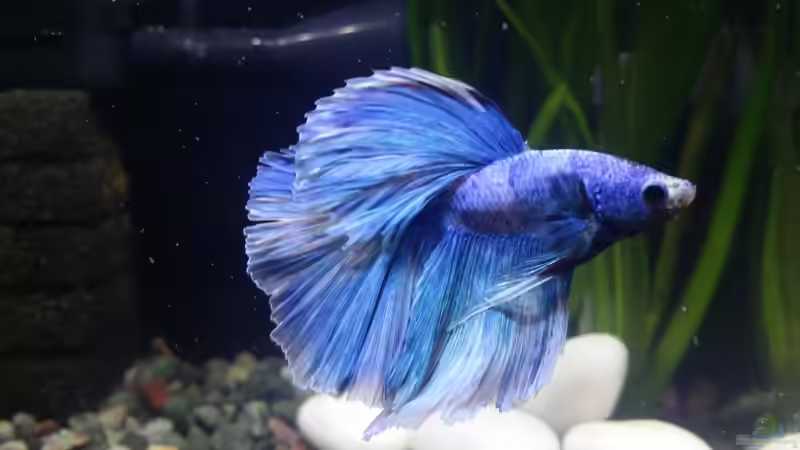 Besatz im Aquarium Kampffisch Nanobecken von nadja9500 (3)