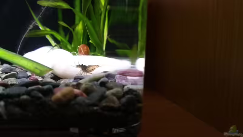 Besatz im Aquarium Kampffisch Nanobecken von nadja9500 (4)