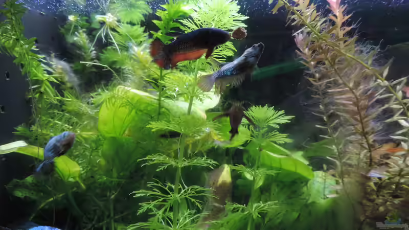 Besatz im Aquarium Kampffisch Paradies von OreoEmmy (21)