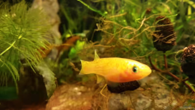 Besatz im Aquarium Kap Lopez Castle von foxi (13)