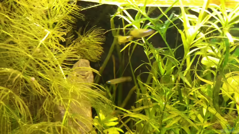 Besatz im Aquarium Kap Lopez Castle von foxi (14)