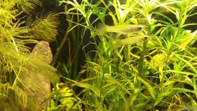 Besatz im Aquarium Kap Lopez Castle von foxi (15)