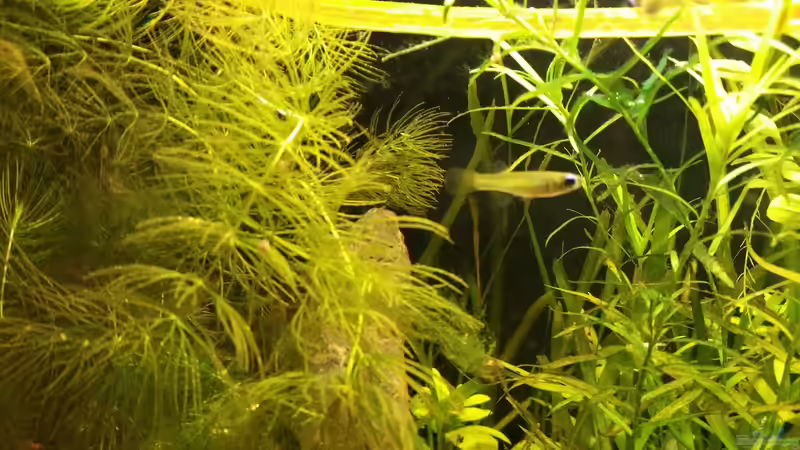 Besatz im Aquarium Kap Lopez Castle von foxi (16)