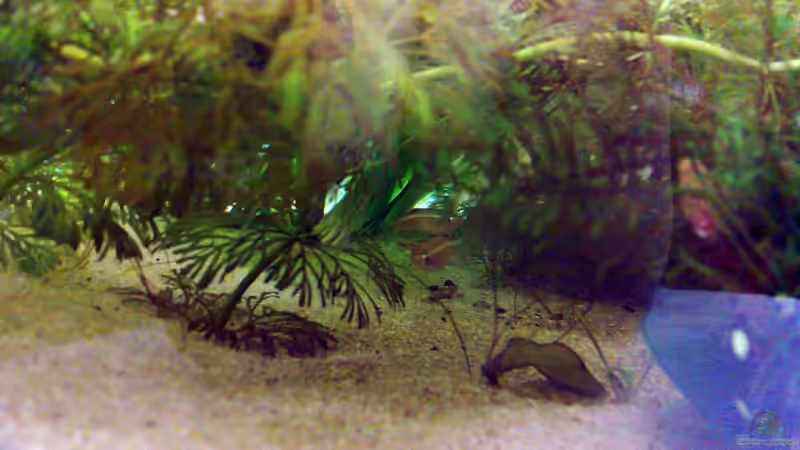 Besatz im Aquarium Kardinälchen von Welslau (7)