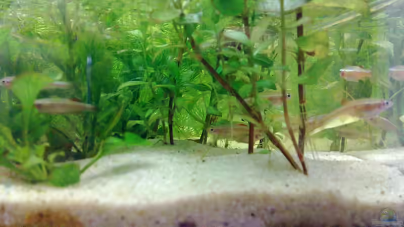 Besatz im Aquarium Kardinälchen von Welslau (8)