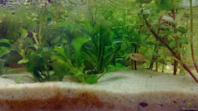 Besatz im Aquarium Kardinälchen von Welslau (9)