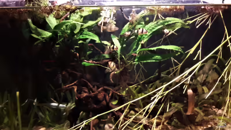 Besatz im Aquarium Kasumi von Leo-FAN (25)