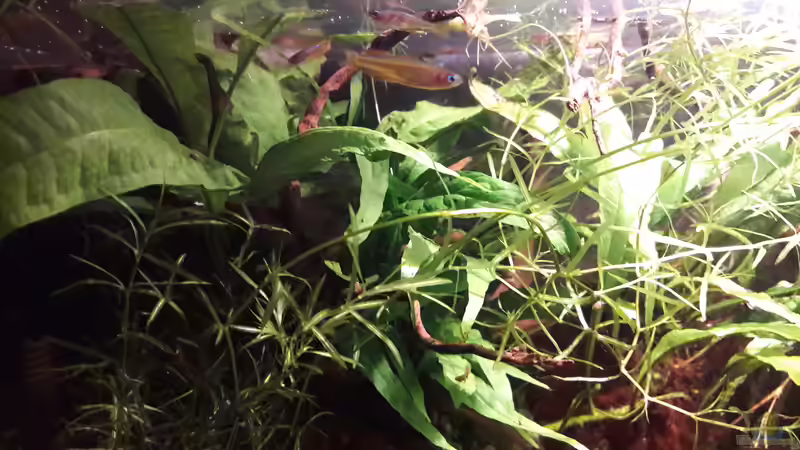 Besatz im Aquarium Kasumi von Leo-FAN (26)