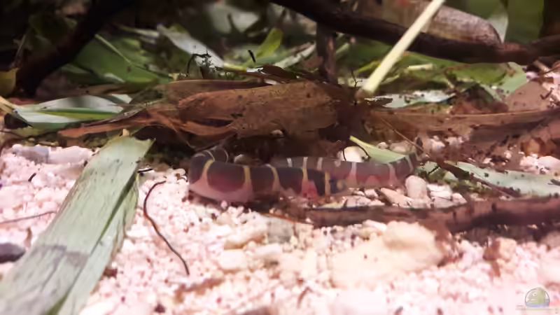 Besatz im Aquarium Kasumi von Leo-FAN (28)