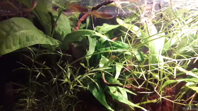 Besatz im Aquarium Kasumi von Leo-FAN (31)