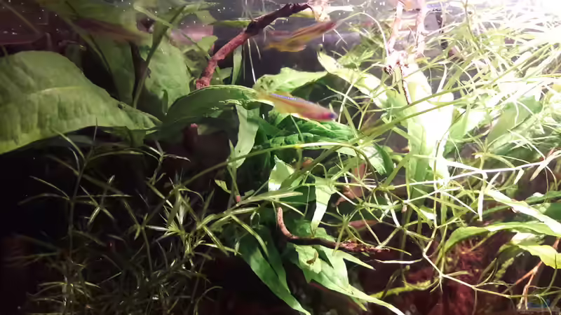 Besatz im Aquarium Kasumi von Leo-FAN (32)