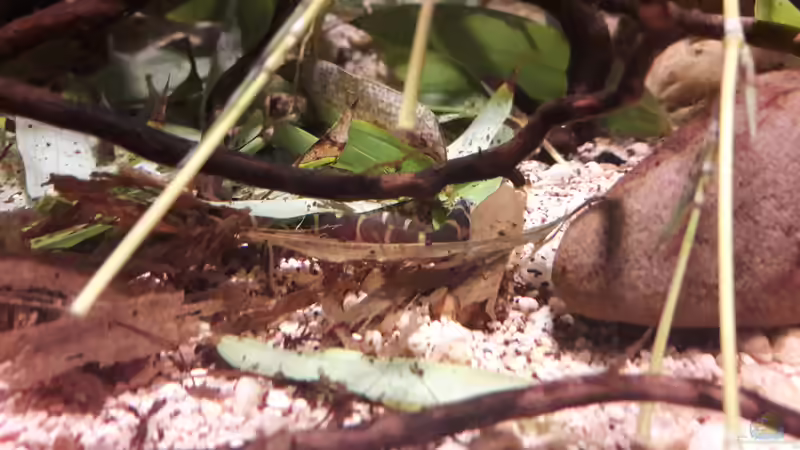 Besatz im Aquarium Kasumi von Leo-FAN (33)