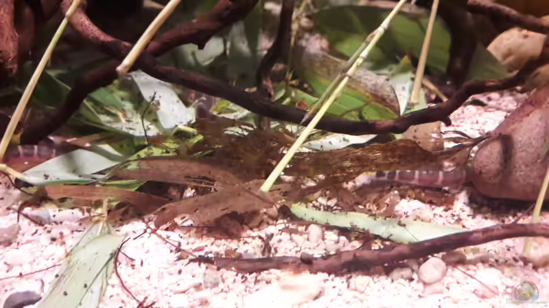 Besatz im Aquarium Kasumi von Leo-FAN (34)