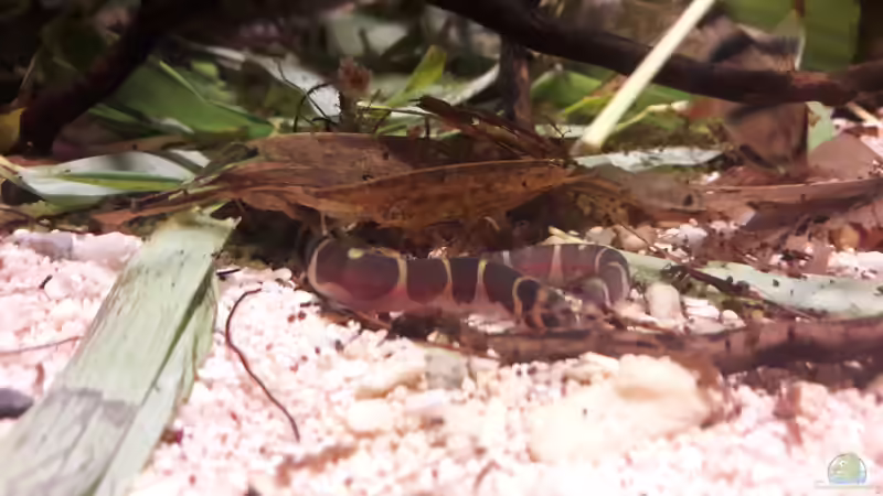 Besatz im Aquarium Kasumi von Leo-FAN (35)