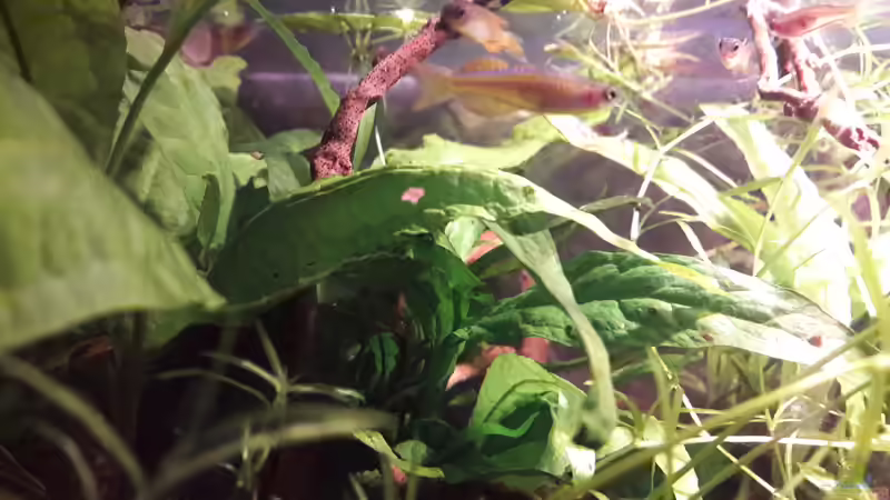 Besatz im Aquarium Kasumi von Leo-FAN (37)