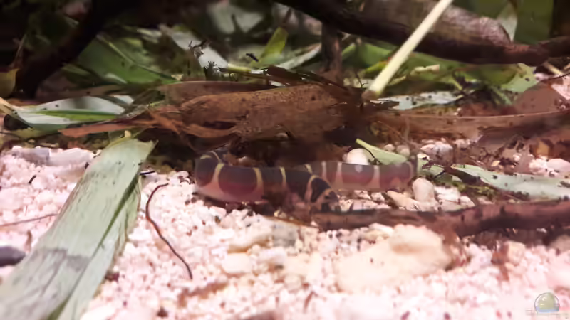 Besatz im Aquarium Kasumi von Leo-FAN (38)