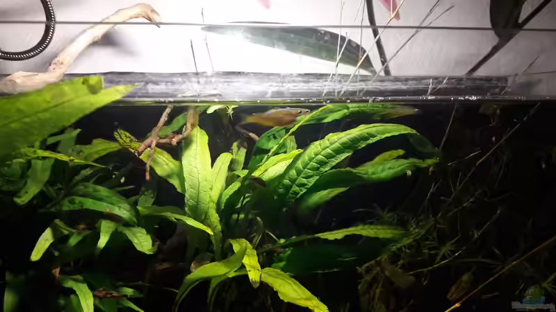 Besatz im Aquarium Kasumi von Leo-FAN (39)