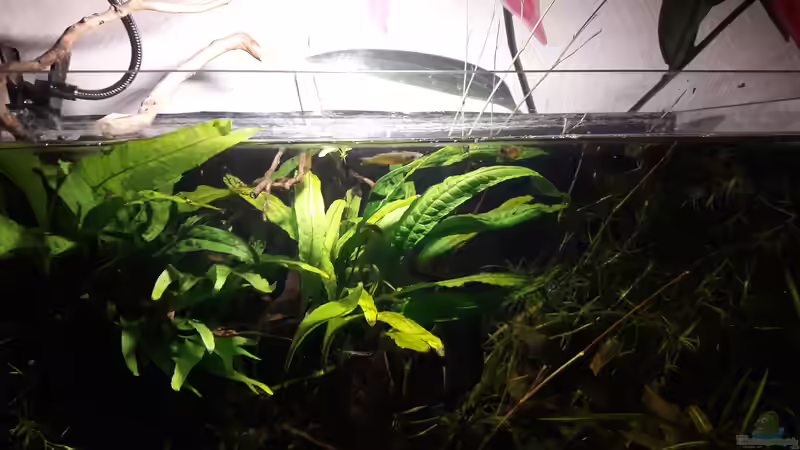Besatz im Aquarium Kasumi von Leo-FAN (40)