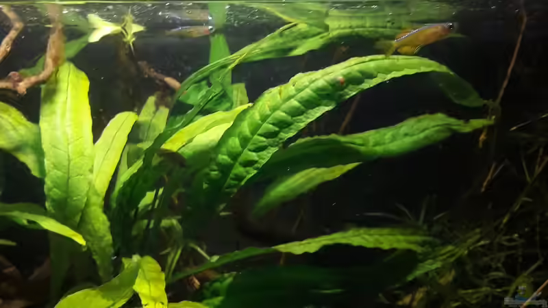 Besatz im Aquarium Kasumi von Leo-FAN (41)