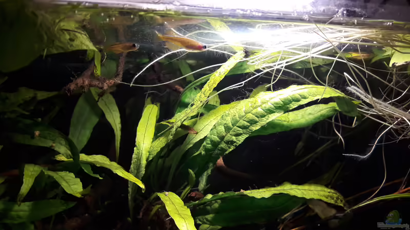 Besatz im Aquarium Kasumi von Leo-FAN (42)