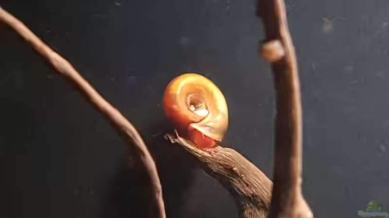 Besatz im Aquarium Keep It Simple von YoshiMaus (24)