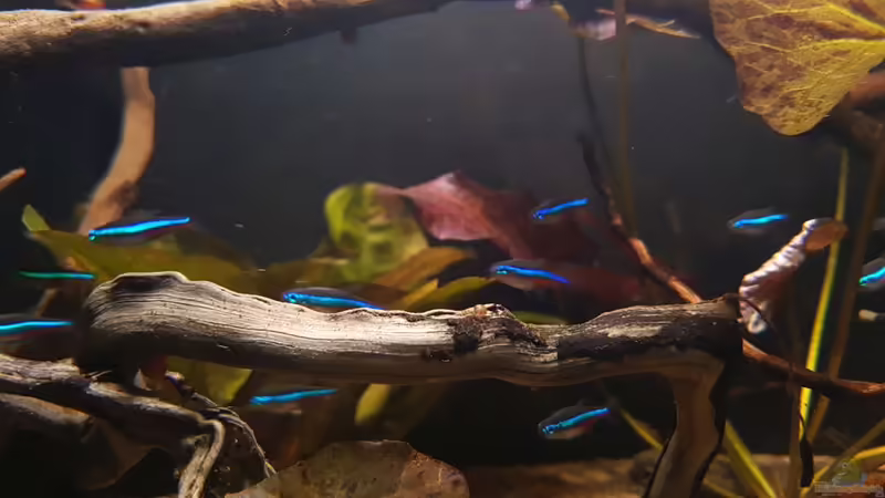 Besatz im Aquarium Keep It Simple von YoshiMaus (25)