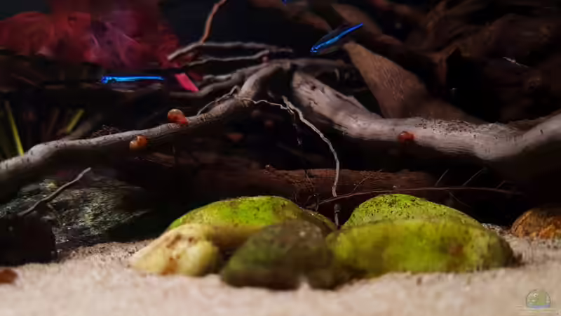 Besatz im Aquarium Keep It Simple von YoshiMaus (26)