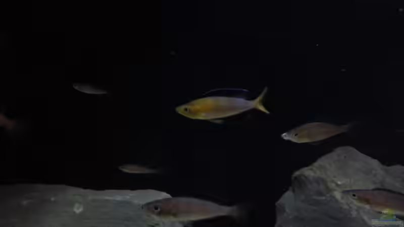 Besatz im Aquarium Kekese meets Kungwe Bay - Nur noch als Beispiel von Julien Preuß (11)