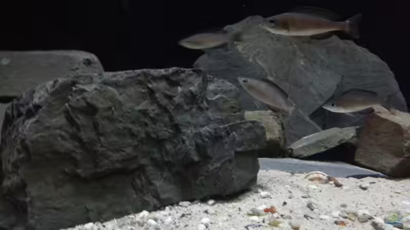 Besatz im Aquarium Kekese meets Kungwe Bay - Nur noch als Beispiel von Julien Preuß (12)