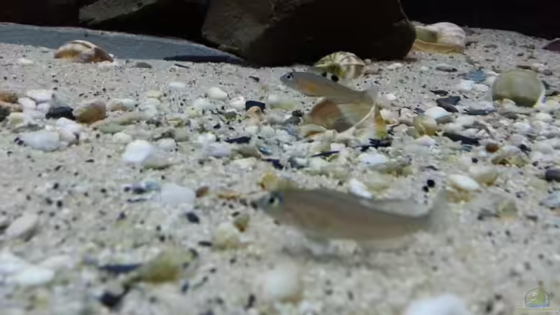 Besatz im Aquarium Kekese meets Kungwe Bay - Nur noch als Beispiel von Julien Preuß (4)