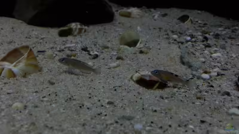 Besatz im Aquarium Kekese meets Kungwe Bay - Nur noch als Beispiel von Julien Preuß (5)