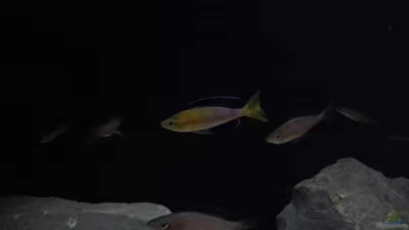 Besatz im Aquarium Kekese meets Kungwe Bay - Nur noch als Beispiel von Julien Preuß (6)