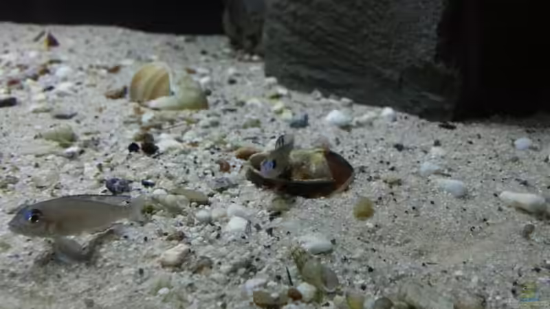 Besatz im Aquarium Kekese meets Kungwe Bay - Nur noch als Beispiel von Julien Preuß (7)