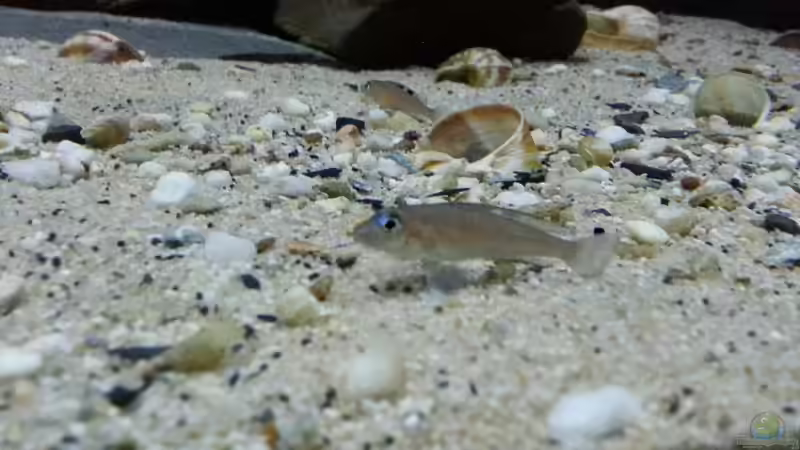 Besatz im Aquarium Kekese meets Kungwe Bay - Nur noch als Beispiel von Julien Preuß (8)