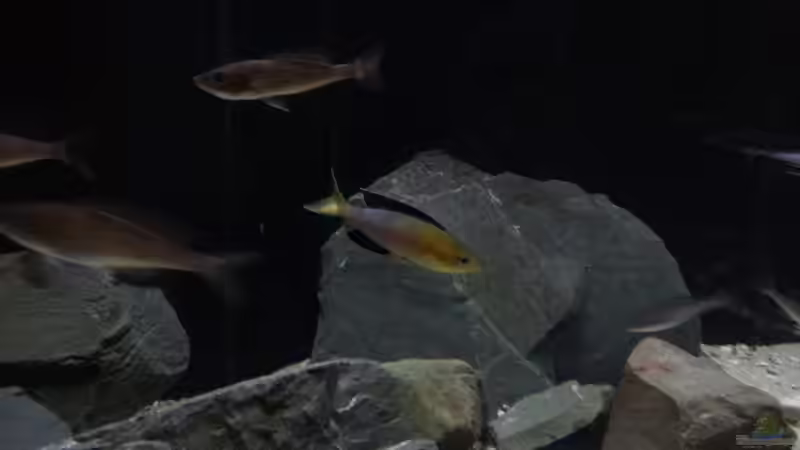 Besatz im Aquarium Kekese meets Kungwe Bay - Nur noch als Beispiel von Julien Preuß (9)