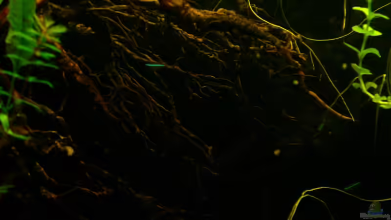 Besatz im Aquarium Kellerbecken von Cichlid Power (61)