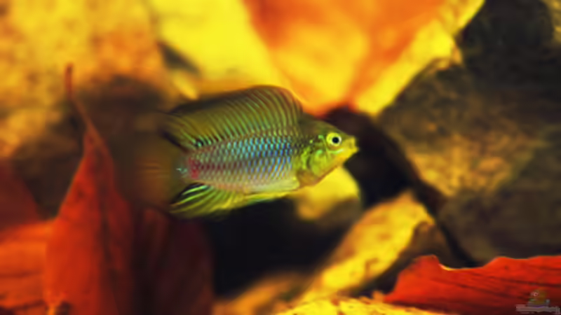 Besatz im Aquarium Kellerbecken von Cichlid Power (62)