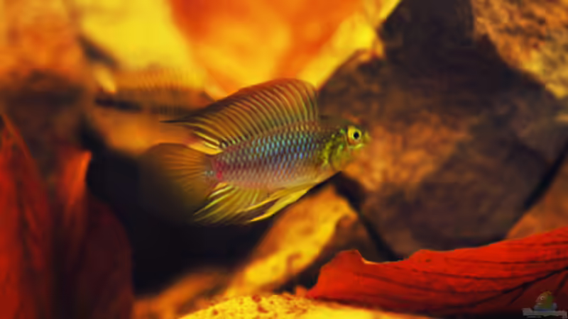 Besatz im Aquarium Kellerbecken von Cichlid Power (63)
