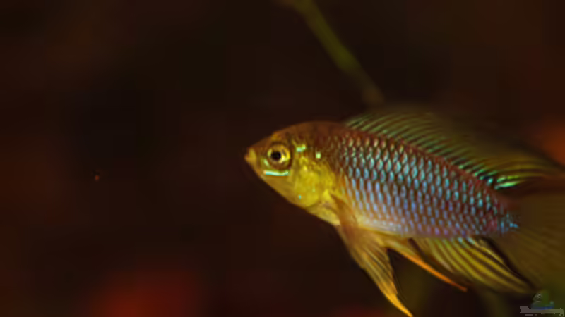 Besatz im Aquarium Kellerbecken von Cichlid Power (64)