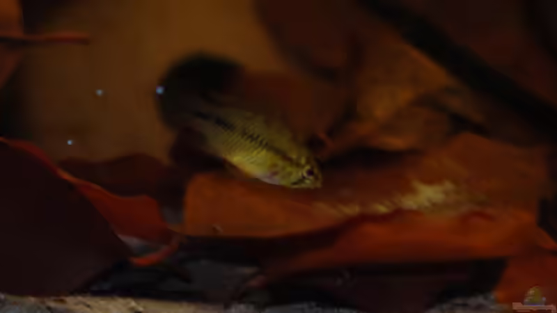 Besatz im Aquarium Kellerbecken von Cichlid Power (66)