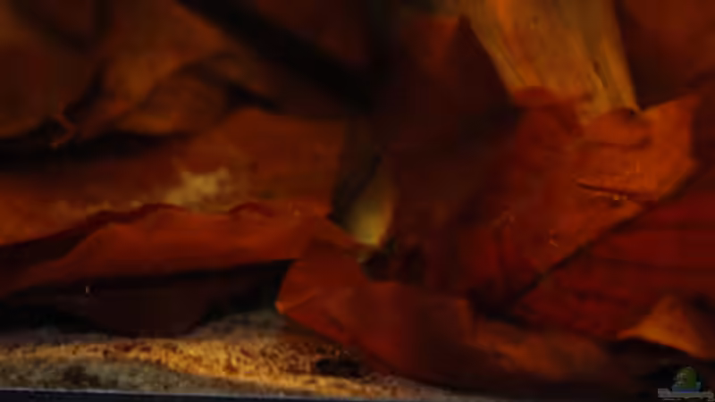 Besatz im Aquarium Kellerbecken von Cichlid Power (67)