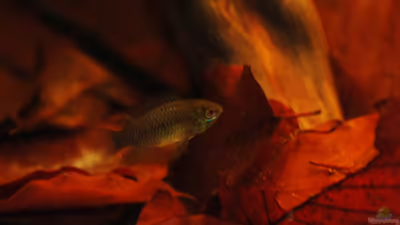 Besatz im Aquarium Kellerbecken von Cichlid Power (68)